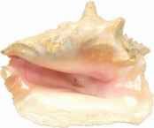 Seashell2