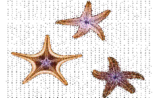 Starfish